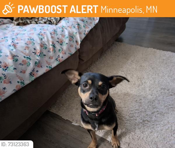 Found/Stray Male Dog last seen Chicago Av & 55th, near South Plains Mall, Minneapolis, MN 55417