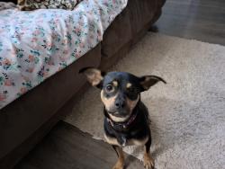 Found/Stray Male Dog last seen Chicago Av & 55th, near South Plains Mall, Minneapolis, MN 55417
