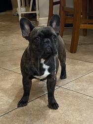Lost Female Dog last seen Swinging Bridge and Sadie Lane, White County, AR 72012