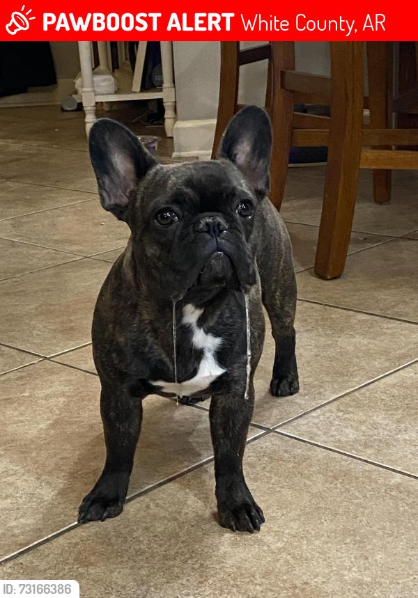 Lost Female Dog last seen Swinging Bridge and Sadie Lane, White County, AR 72012