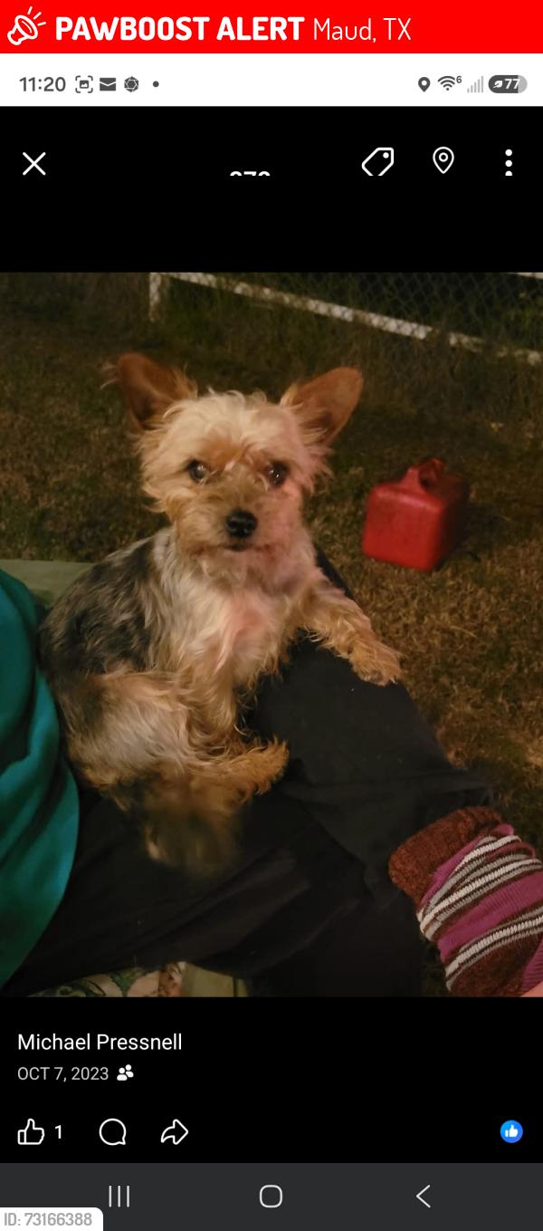 Lost Female Dog last seen Near, Maud, TX 75567