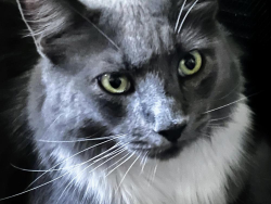 Lost Male Cat last seen E. Surrey Ave. and 38th Place, Phoenix, AZ 85032