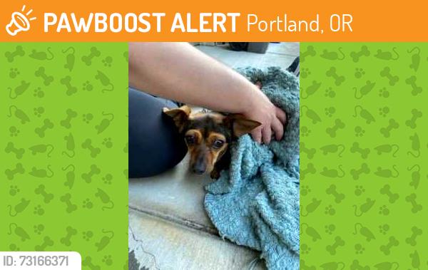 Found/Stray Female Dog last seen SW 64th Dr, Portland, OR 97219