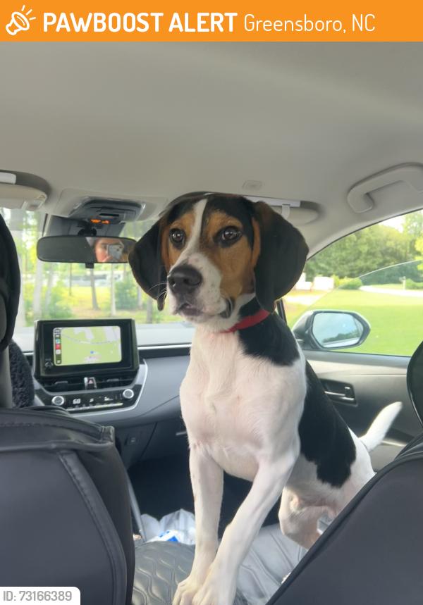 Found/Stray Male Dog last seen dudley heights, Greensboro, NC 27401
