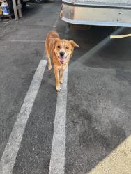 Found/Stray Unknown Dog last seen Union, Los Angeles, CA 90015