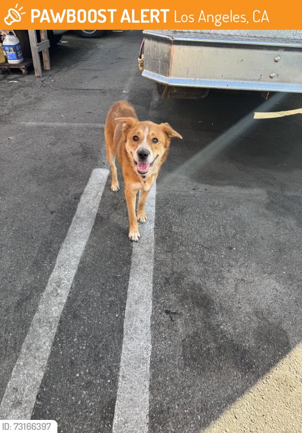 Found/Stray Unknown Dog last seen Union, Los Angeles, CA 90015