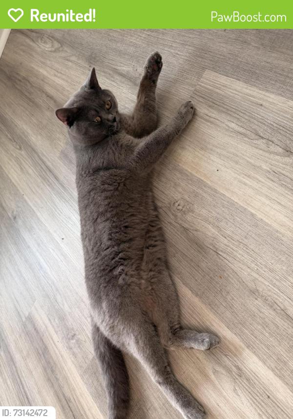 Reunited Male Cat last seen New construction neighborhood off of Gulf Breeze Pkwy, sunset view blvd, Gulf Breeze, FL 32563