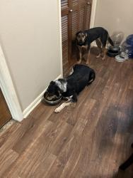 Lost Male Dog last seen Day Drive., Fort Worth, TX 76132