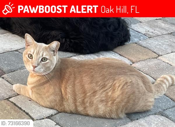 Lost Male Cat last seen Indian Harbor Ave, Oak Hill, Oak Hill, FL 32759
