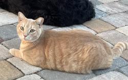 Lost Male Cat last seen Indian Harbor Ave, Oak Hill, Oak Hill, FL 32759