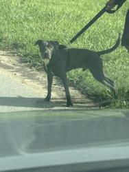 Found/Stray Male Dog last seen Humphries st, Austell, GA 30106