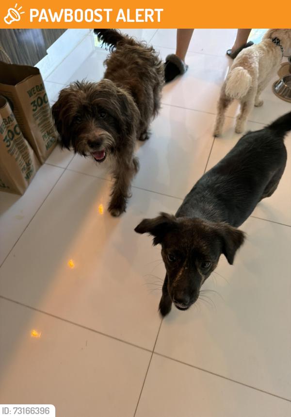 Found/Stray Male Dog last seen 19th Avenue and 186th Street NE, Miami-Dade County, FL 33162