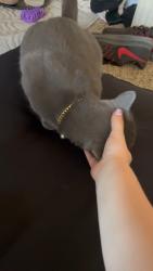 Reunited Male Cat last seen Near E 820 N, Provo UT 84606, Provo, UT 84606