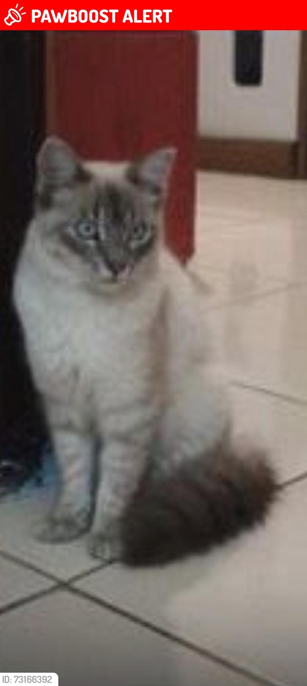 Lost Male Cat last seen Rua ventos do amor, Jardim Oriental (Parelheiros), SP 04894-280