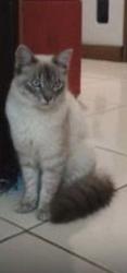 Lost Male Cat last seen Rua ventos do amor, Jardim Oriental (Parelheiros), SP 04894-280