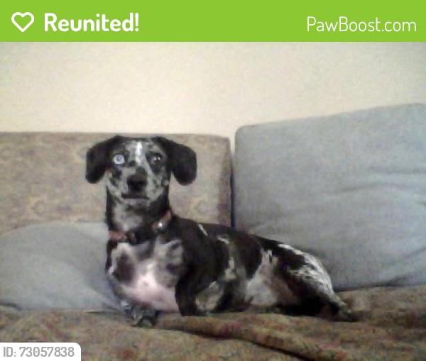 Reunited Female Dog last seen Townsend and Ft. Caroline, Jacksonville, FL 32277