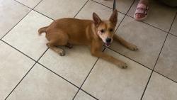 Found/Stray Female Dog last seen Macarthur, Irving, TX 75062
