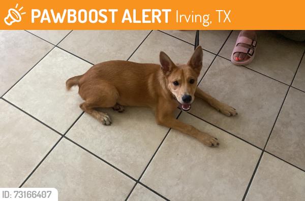 Found/Stray Female Dog last seen Macarthur, Irving, TX 75062
