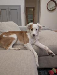 Lost Male Dog last seen Ames and Tracy, Los Angeles, CA 90027