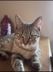 Lost Female Cat last seen Riverview and 70th Terrace, Kansas City, KS 66112