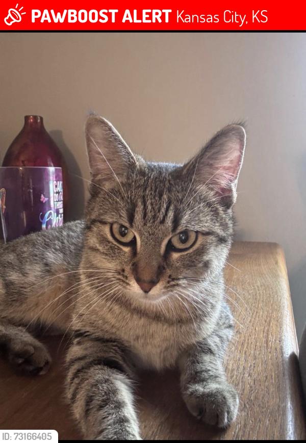 Lost Female Cat last seen Riverview and 70th Terrace, Kansas City, KS 66112