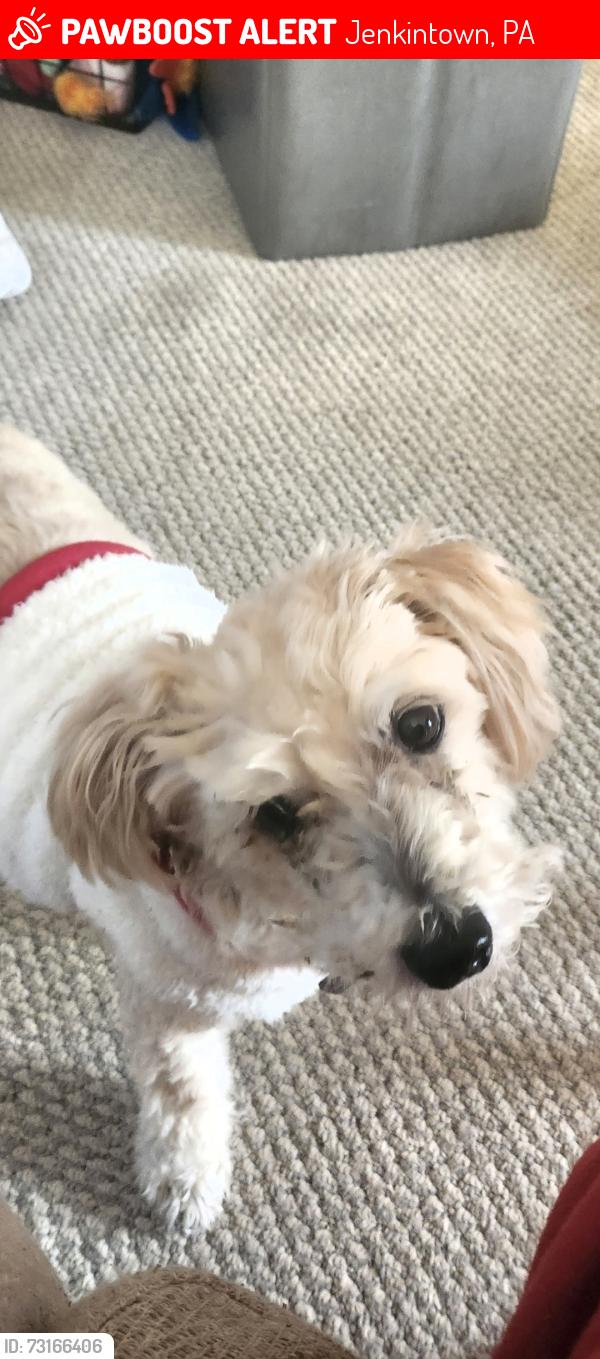 Lost Male Dog last seen Beverly and Pembroke, Jenkintown, PA 19046