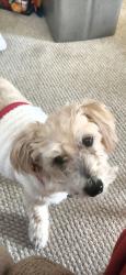 Lost Male Dog last seen Beverly and Pembroke, Jenkintown, PA 19046