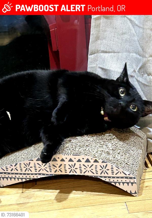 Lost Female Cat last seen NE 126th Pl and NE San Rafael, Portland, OR 97230