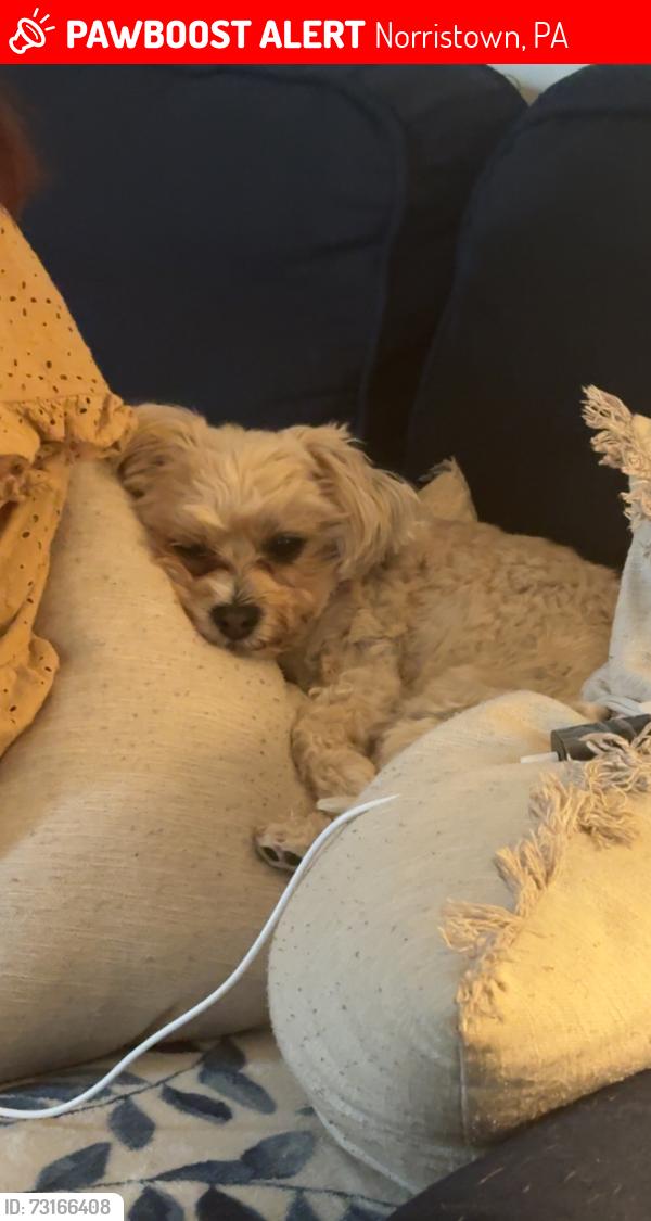 Lost Male Dog last seen Elmwood park zoo, Norristown, PA 19401