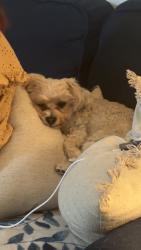 Lost Male Dog last seen Elmwood park zoo, Norristown, PA 19401