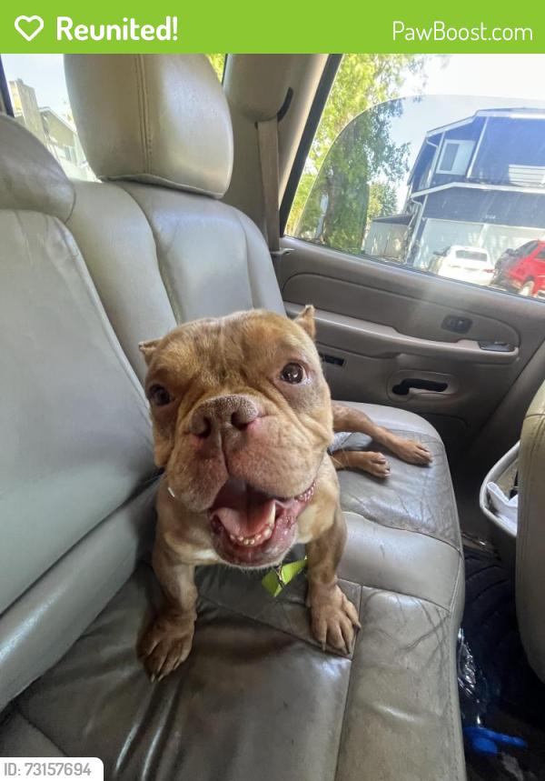Reunited Female Dog last seen 351st pl, Federal Way, WA 98023