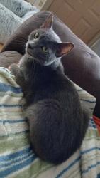 Reunited Male Cat last seen Indian valley, Danville, VA 24541
