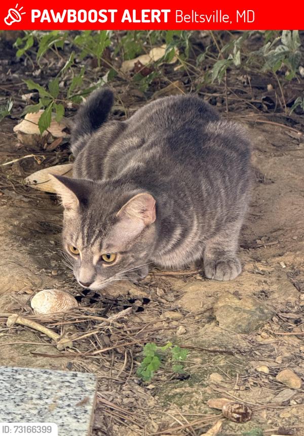 Lost Female Cat last seen Crossfield Drive and Northhampton Rd, Beltsville, MD 20704
