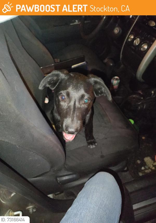 Found/Stray Female Dog last seen Cherokee Road, Stockton, CA 95205