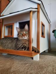 Lost Female Cat last seen Podunk Ave NE and 14 Mile Rd, Oakfield Township, MI 48838