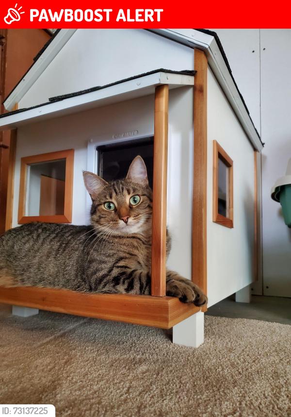 Lost Female Cat last seen Podunk Ave NE and 14 Mile Rd, Oakfield Township, MI 48838