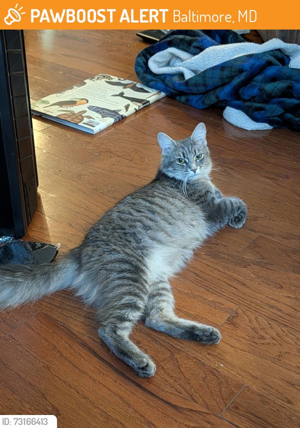 Found/Stray Male Cat last seen Harwood Park, Baltimore, MD 21218