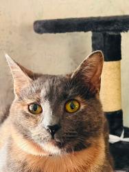 Lost Female Cat last seen Mays Chapel Rd/Laurel hill drive Bear Creek, Bear Creek, NC 27207