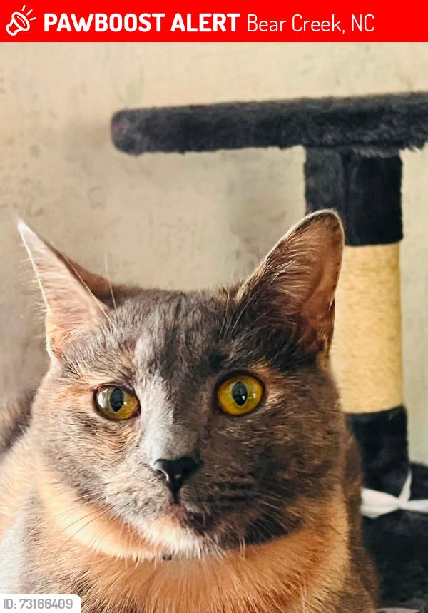 Lost Female Cat last seen Mays Chapel Rd/Laurel hill drive Bear Creek, Bear Creek, NC 27207
