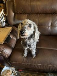 Lost Female Dog last seen Near W Lucky Penny Place, Casa Grande, AZ 85122