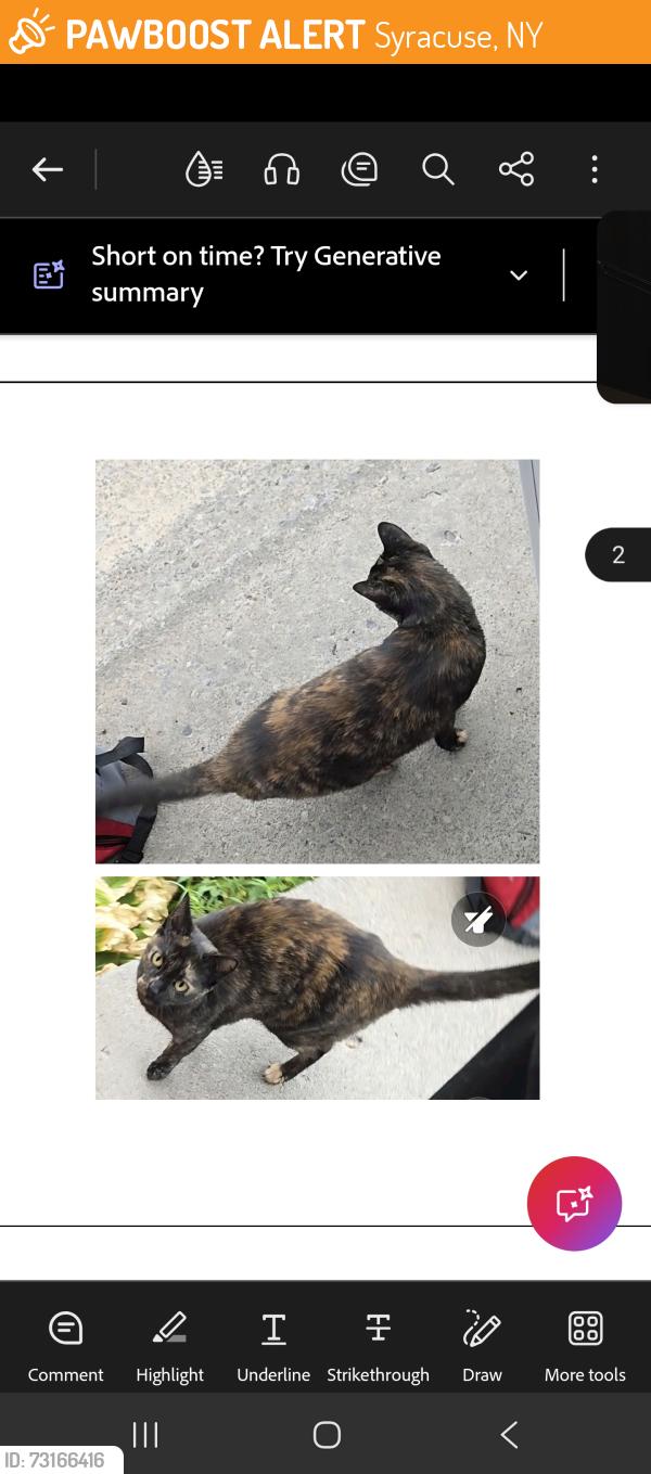 Found/Stray Female Cat last seen Blvd st, Syracuse, NY 13211