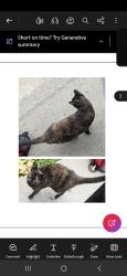 Found/Stray Female Cat last seen Blvd st, Syracuse, NY 13211