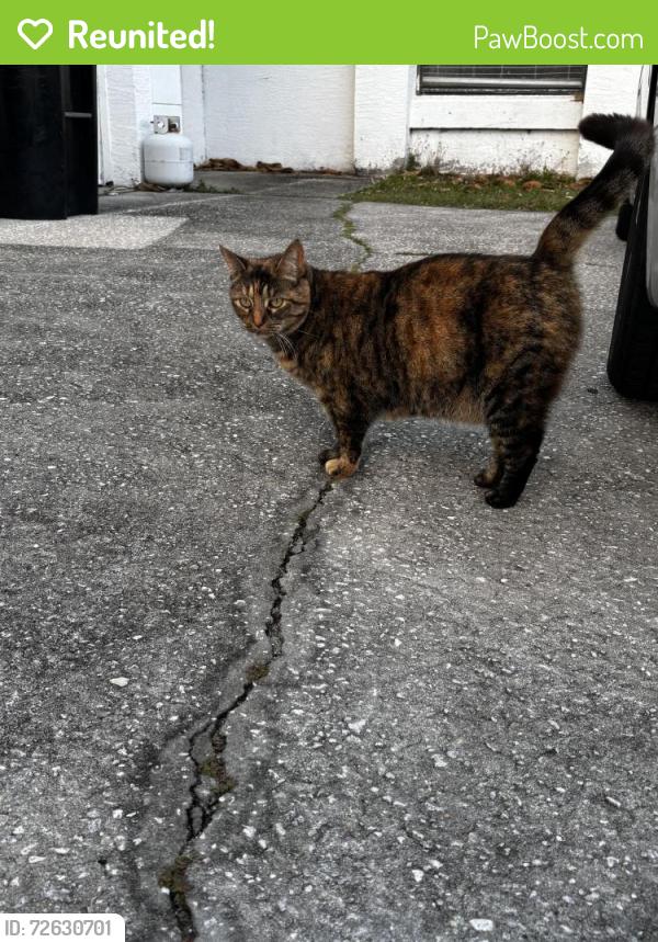Reunited Female Cat last seen Hardwicke st nw, Palm Bay, FL 32907
