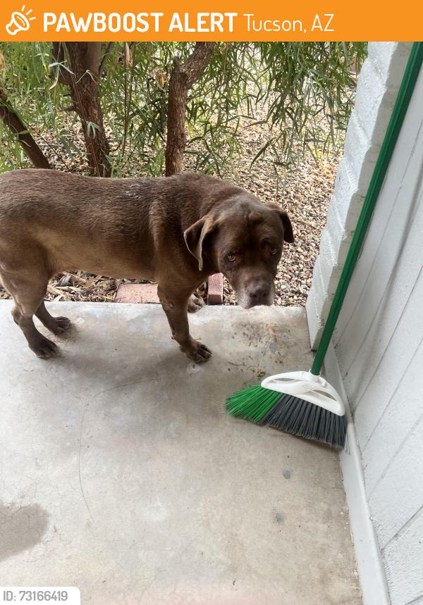 Found/Stray Unknown Dog last seen Irene and langley, Tucson, AZ 85730