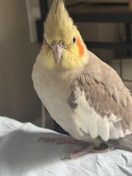 Lost Female Bird last seen Near S Webster Ave, Green Bay, WI 54301