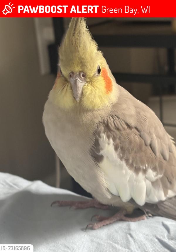 Lost Female Bird last seen Near S Webster Ave, Green Bay, WI 54301