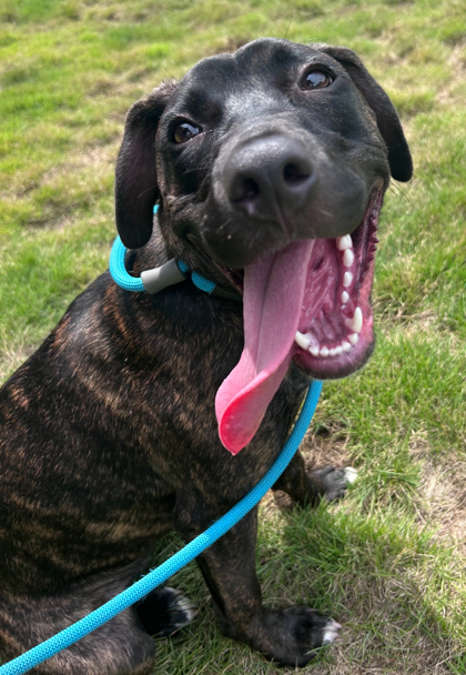 Shelter Stray Female Dog last seen Craven Pamlico Library on Johnson, New Bern City Limits, NC, 1639 Old Airport Rd, New Bern, NC 28562, USA