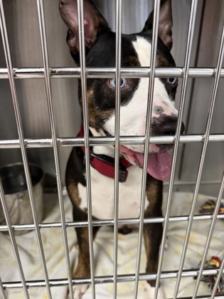 Shelter Stray Male Dog last seen Near S Glenburnie Rd, New Bern City Limits,, 1639 Old Airport Rd, New Bern, NC 28562, USA