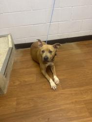 Shelter Stray Female Dog last seen Near OAK PLACE DR, 70818, LA, 2550 Gourrier Ave, Baton Rouge, LA 70820, USA