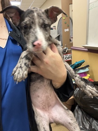 Shelter Stray Female Dog last seen Castleman Drive / Mayfield, Cedar Hill, TX, 1150 E Pleasant Run Rd, Cedar Hill, TX 75104, USA